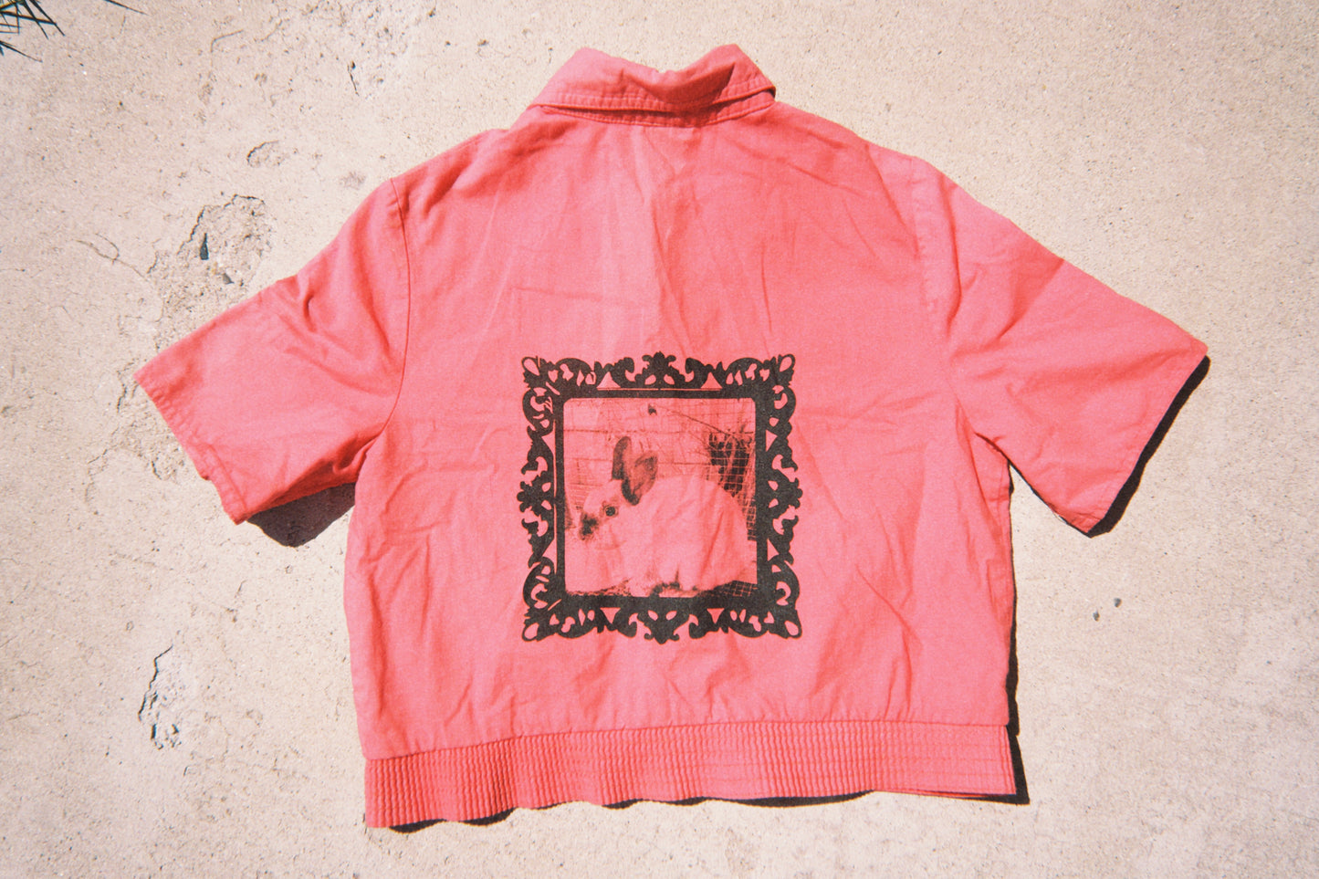 Bunny Button Up